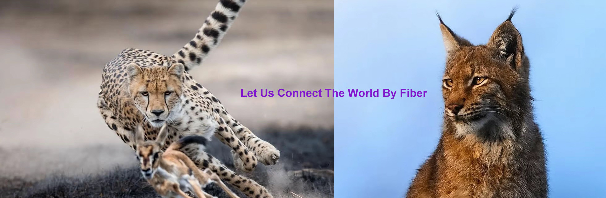 qualità Scatola di distribuzione in fibra ottica fabbrica